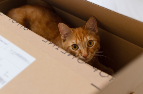 déménager avec un chat