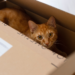 déménager avec un chat