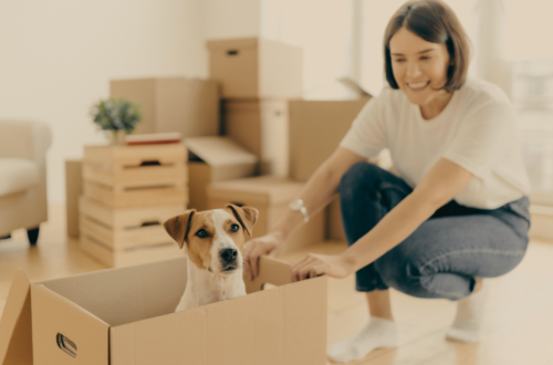 déménager avec un chien
